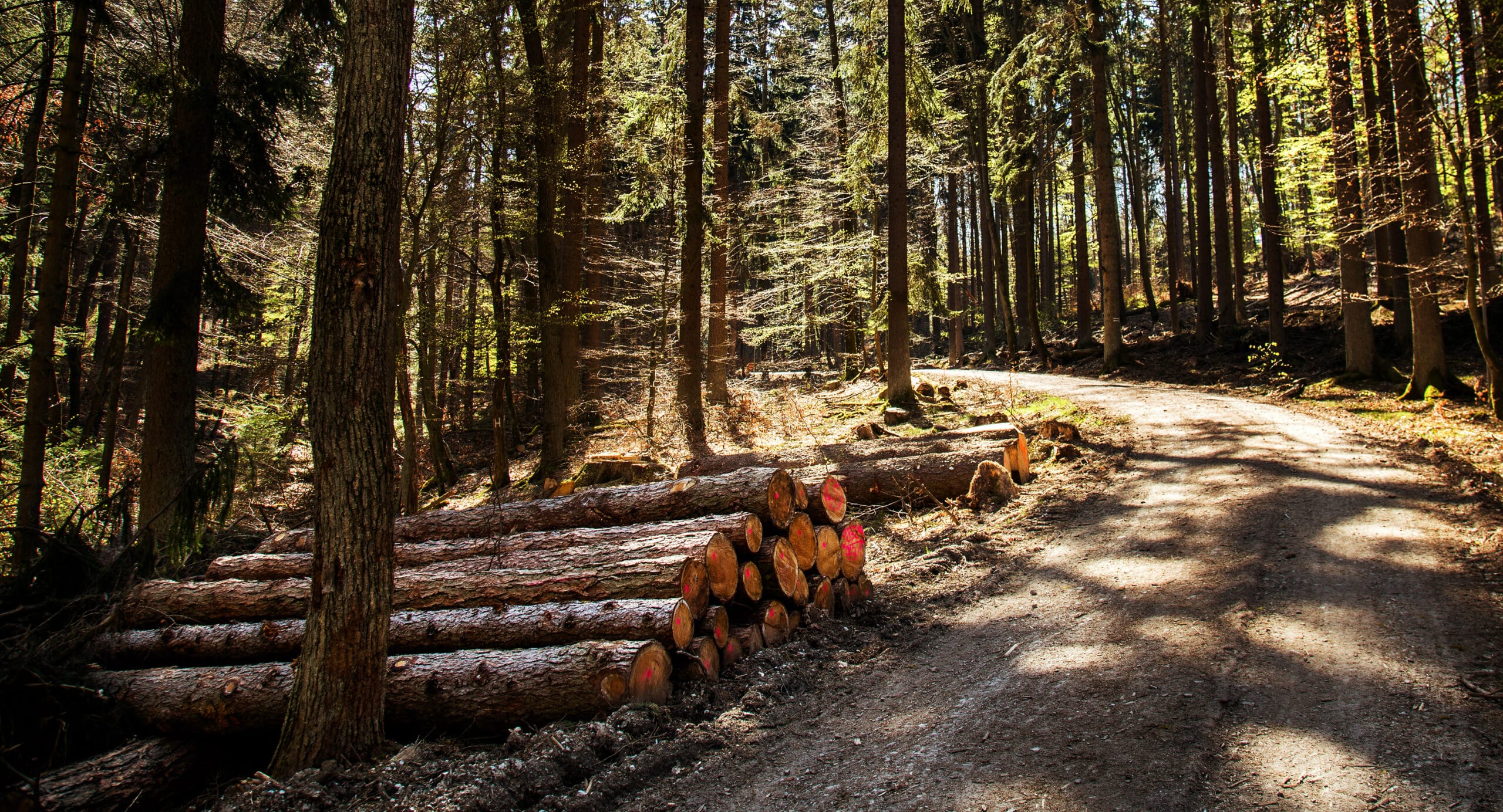 Cut Woods Trunk in Forest in Nature Industrial Concept